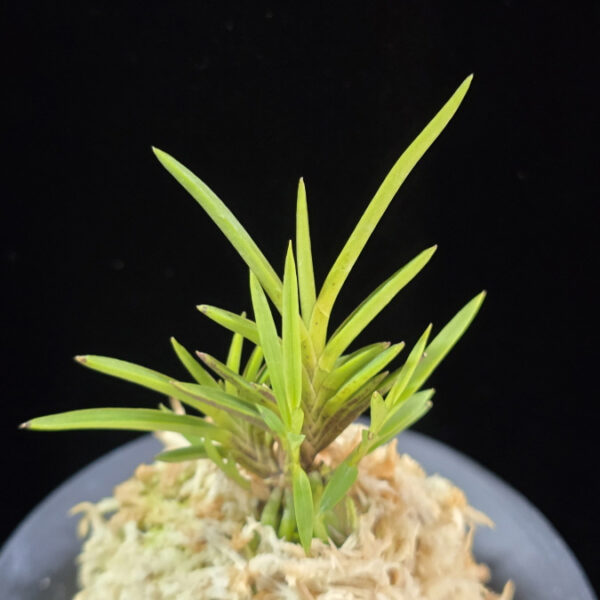 무선 舞扇 Maiougi