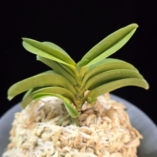 수해 樹海 Suhae(Jukai)