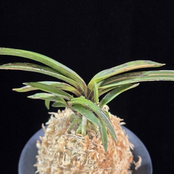 왕검 王儉  Wanggeom