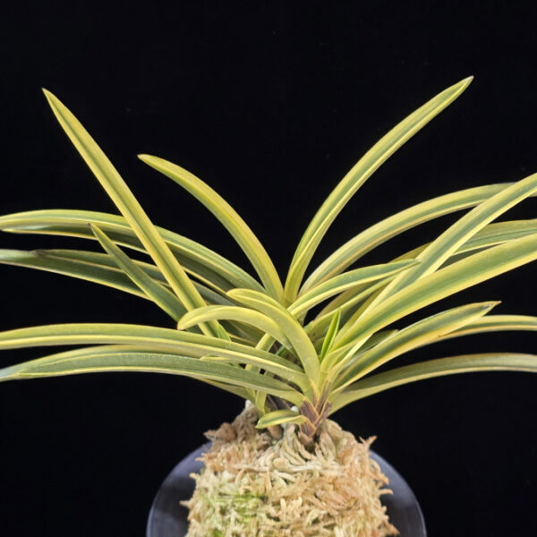 영호 影虎 Kagetora