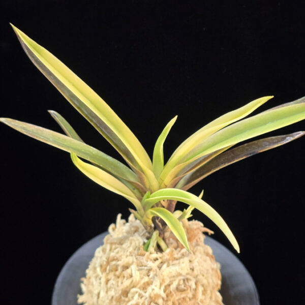 고궁 故宮 Gogung(Kokyu) (Ruby root)