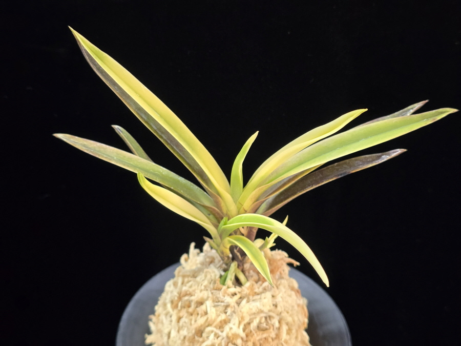 고궁 故宮 Gogung(Kokyu) (Ruby root) 고궁 故宮 Gogung(Kokyu) (Ruby root)