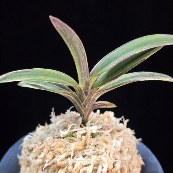 신화 新華 Sinhwa