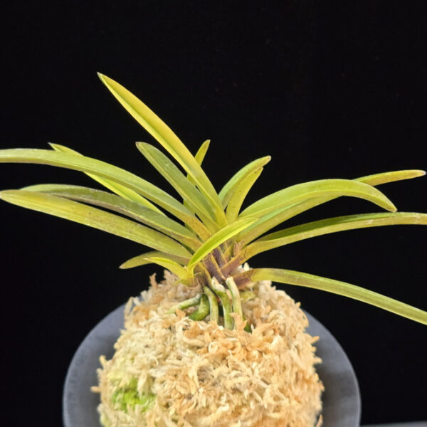 백조 白鳥 Hakucho