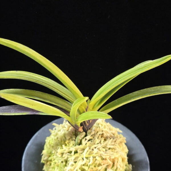 주천왕백호 朱天王白縞 Shutenno Shiroshima