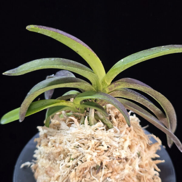 대황해 大黃海 Daehwanghae (Onamiseikai kibana)