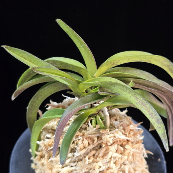 대황해 大黃海 Daehwanghae (Onamiseikai kibana)