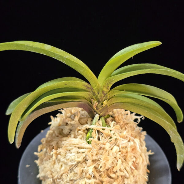 대황해 大黃海 Daehwanghae (Onamiseikai kibana)