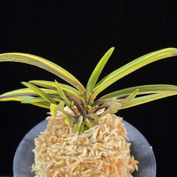 엄미호 奄美縞 Amami Shima