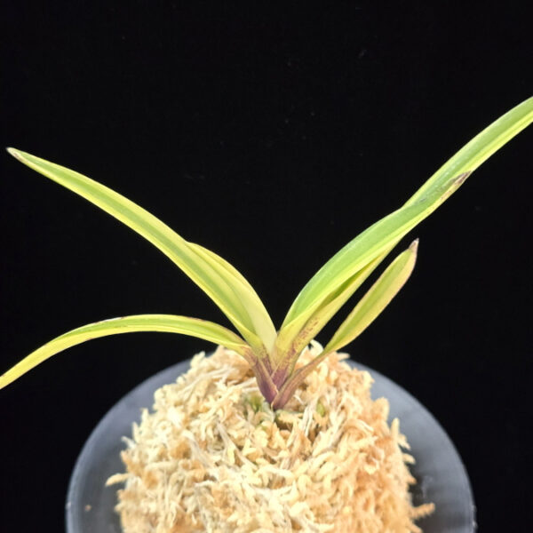 백희설 白熙雪 Baekhuiseol