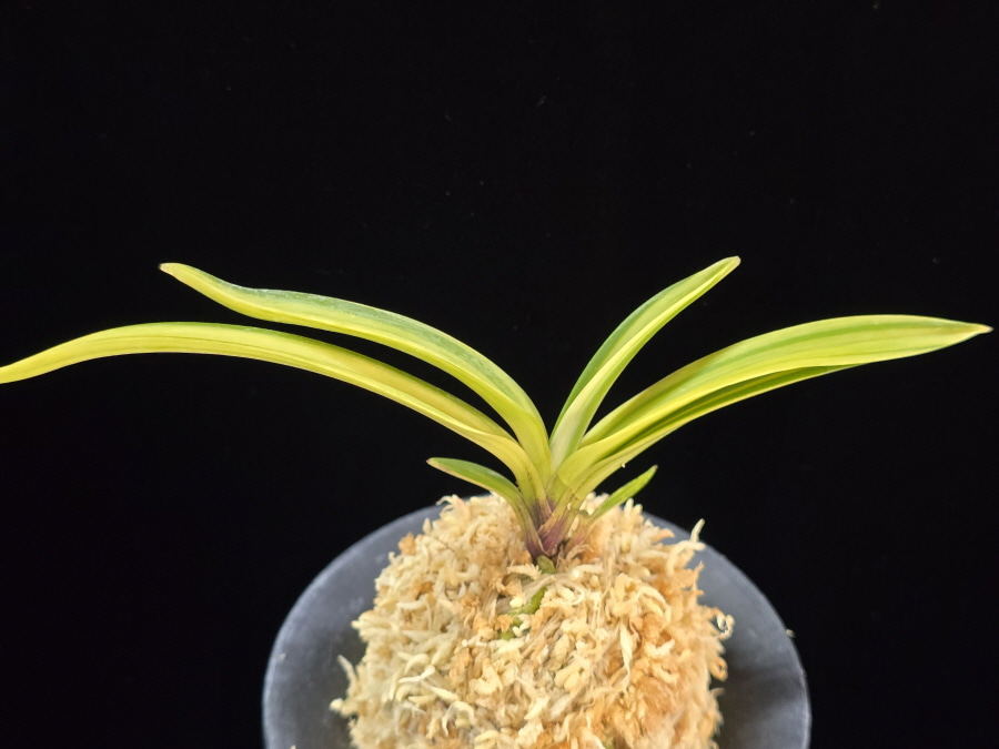 백희설 白熙雪 Baekhuiseol 백희설 白熙雪 Baekhuiseol