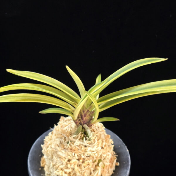 백희설 白熙雪 Baekhuiseol