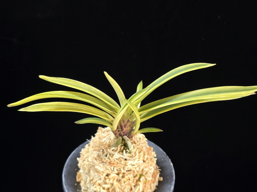 백희설 白熙雪 Baekhuiseol 백희설 白熙雪 Baekhuiseol