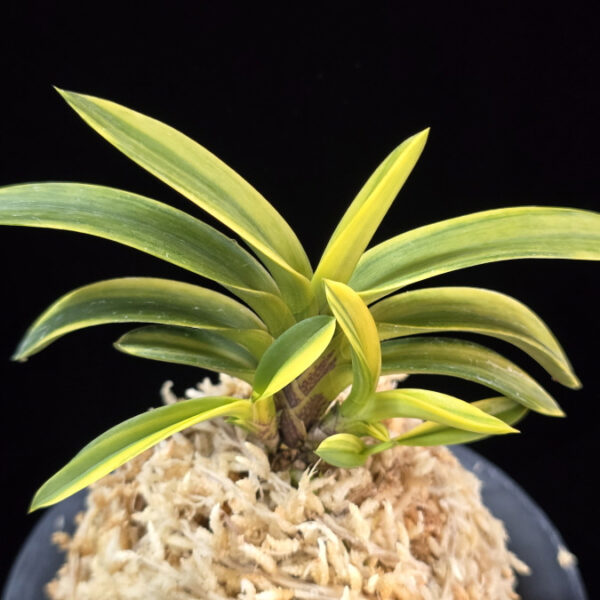 취화금 翠華錦 Suikanishiki