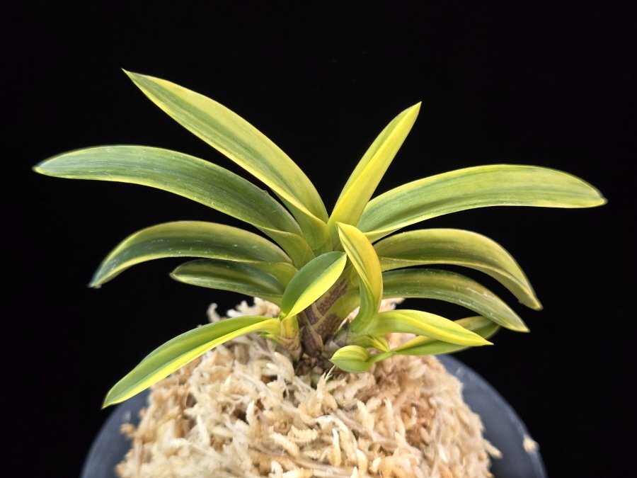 취화금 翠華錦 Suikanishiki 취화금 翠華錦 Suikanishiki