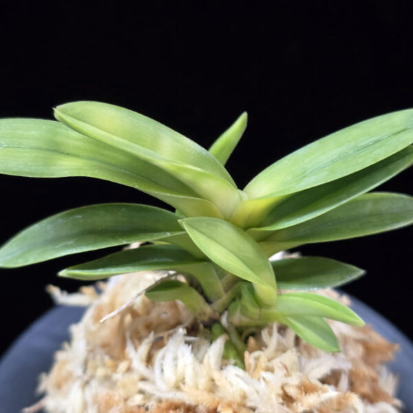 언성 彦星 Hikoboshi