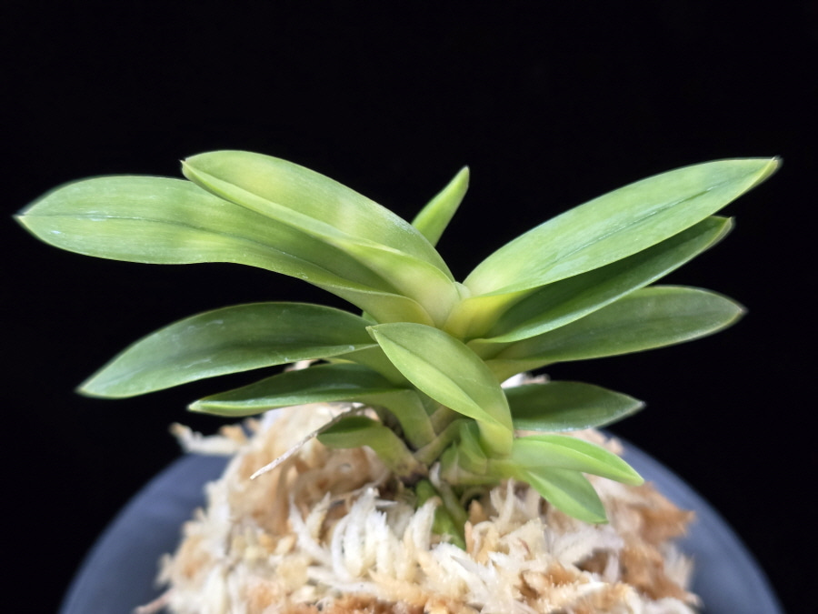 언성 彦星 Hikoboshi 언성 彦星 Hikoboshi