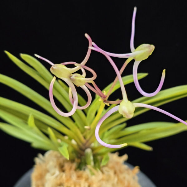 백설공주 白雪公主 Baekseolgongju (3spur)