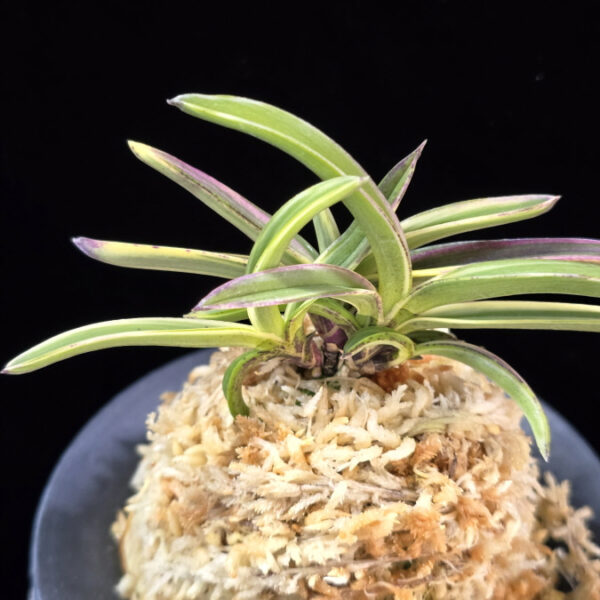 서학 西鶴 Saikaku