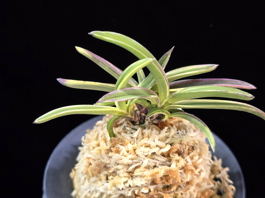 서학 西鶴 Saikaku 서학 西鶴 Saikaku