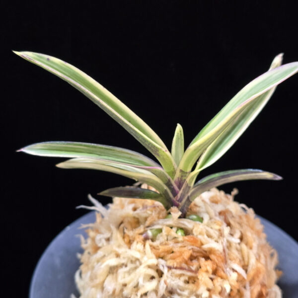 계림 鷄林 Gyerim (Benisuisho)