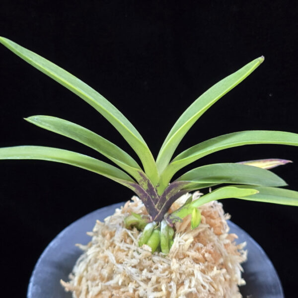 려인 麗人 Ryeoin (Ruby root)