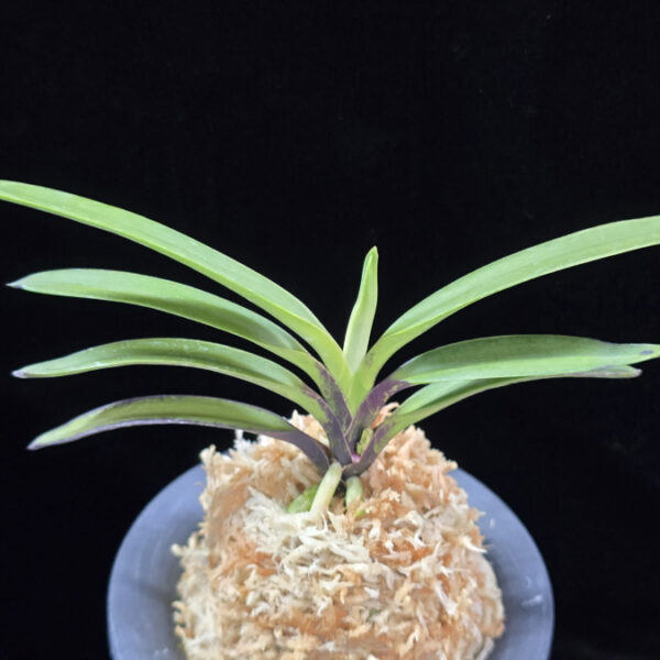 려인 麗人 Ryeoin (Ruby root)