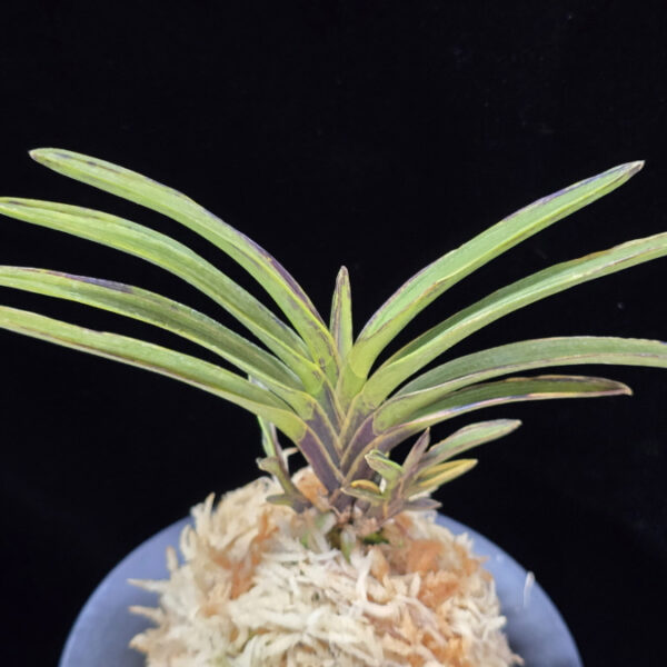 발해 渤海 Balhae