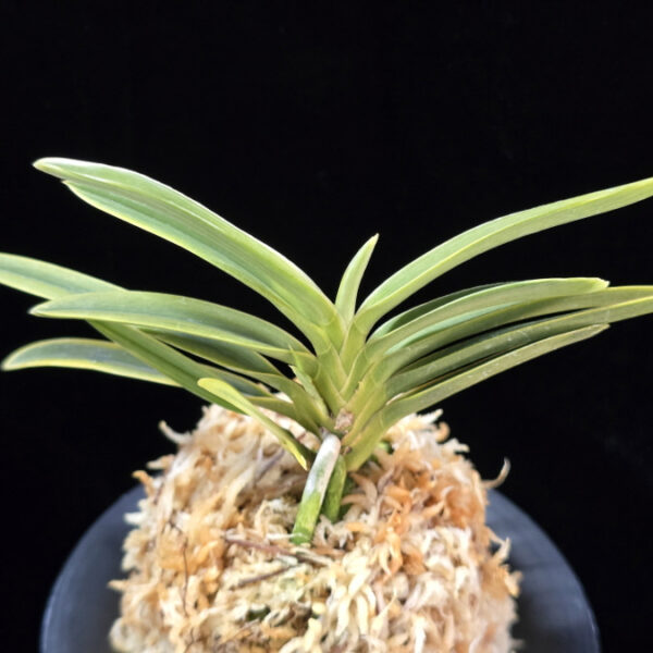 호박전 琥珀殿 Kohakuden