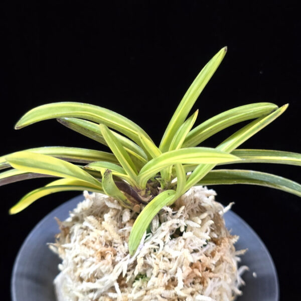 금두 金兜 Kinkabuto