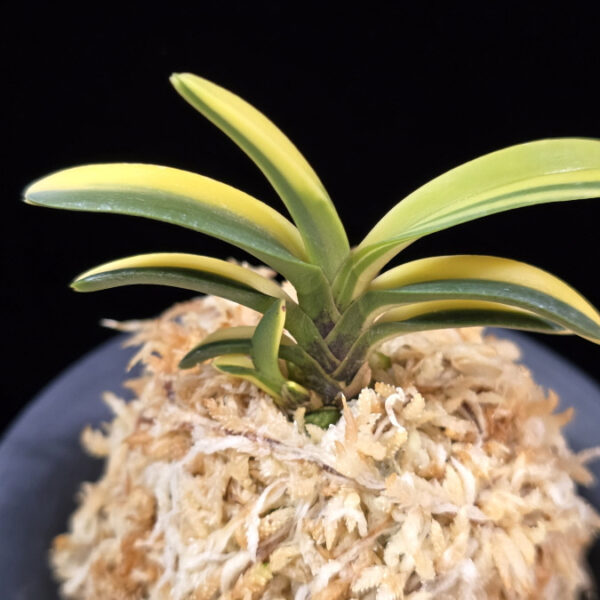 대응환호 大鷹丸縞 Otakamaru shima