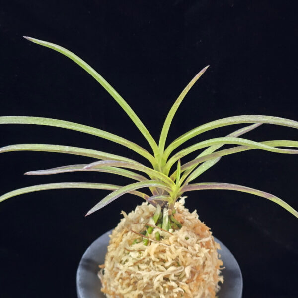 홍지연 紅池淵 Hongjiyeon (3spur)