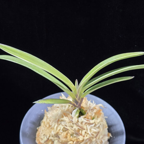 수정복륜 水晶覆輪 Suishou Fukurin