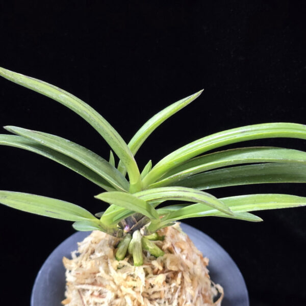 백현  白玄  Baekhyeon