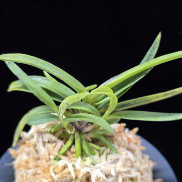 고외묵 高隈墨 Takakuma Sumi