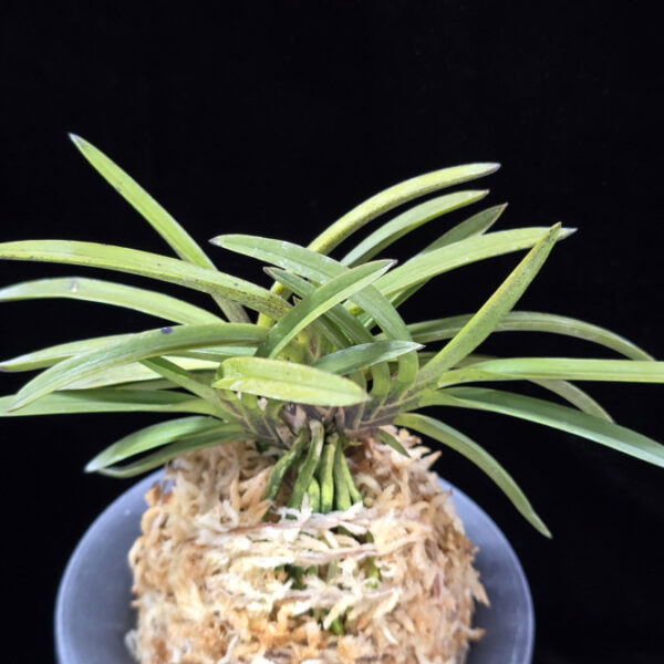 홍천구 紅天狗 Benitengu