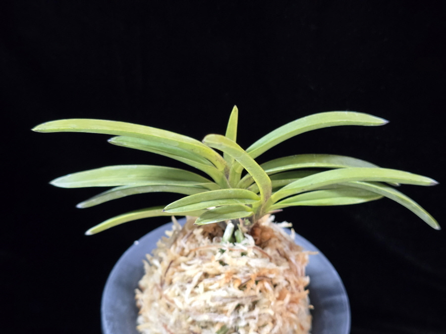 홍천구 紅天狗 Benitengu 홍천구 紅天狗 Benitengu