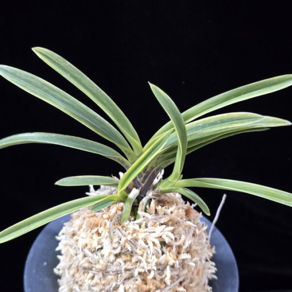 아보전 雅宝殿 Gahouden