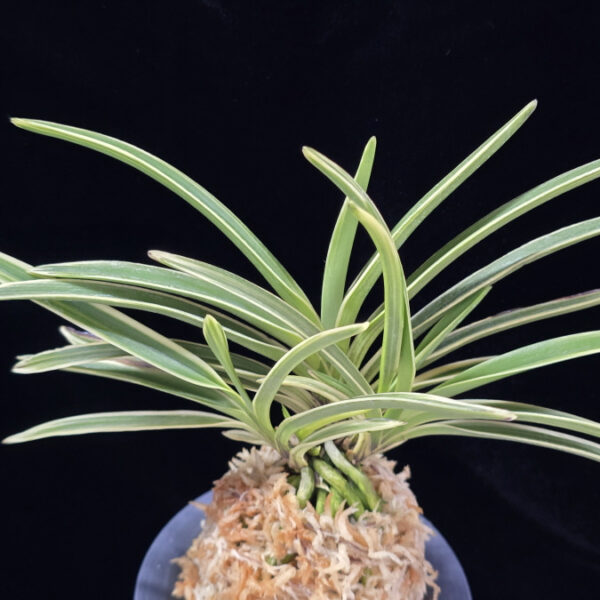 지구보 地球寶 Chikyuhou