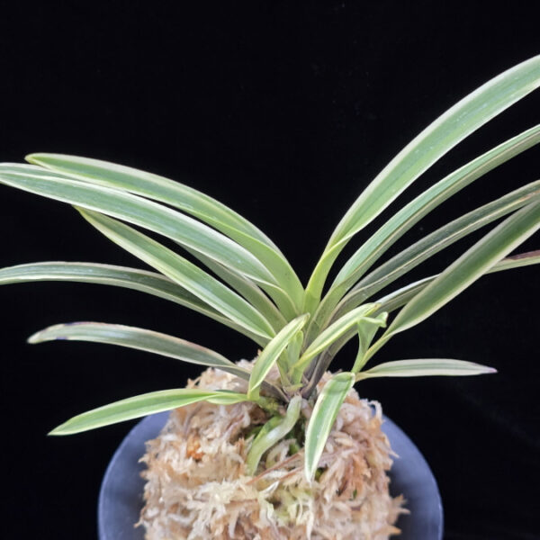 지구보 地球寶 Chikyuhou