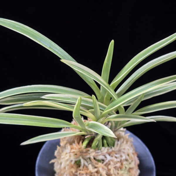 지구보 地球寶 Chikyuhou