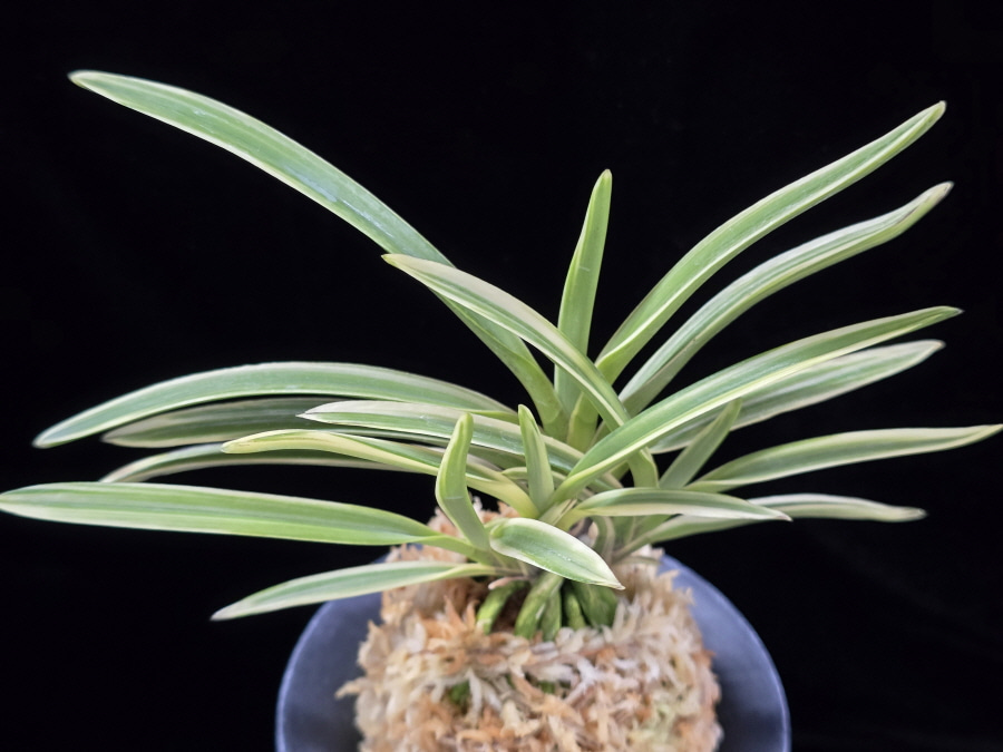 지구보 地球寶 Chikyuhou 지구보 地球寶 Chikyuhou