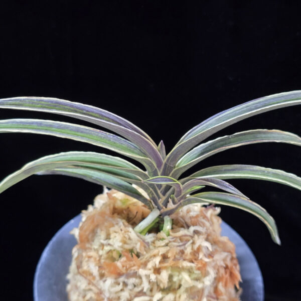 신라 新羅 Sinra (Shiragi)