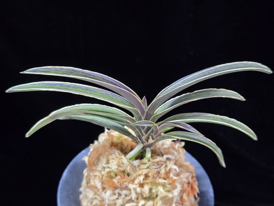 신라 新羅 Sinra (Shiragi) 신라 新羅 Sinra (Shiragi)