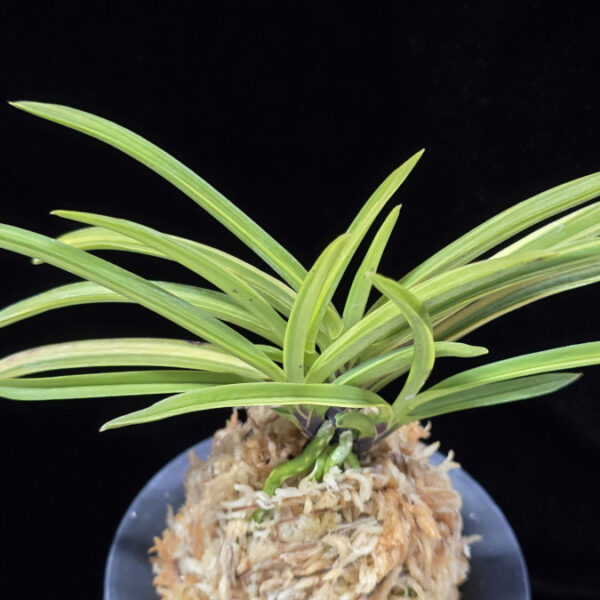 주천왕호 朱天王縞 Shutenno-shima