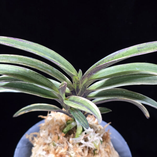 신화 新華 Sinhwa