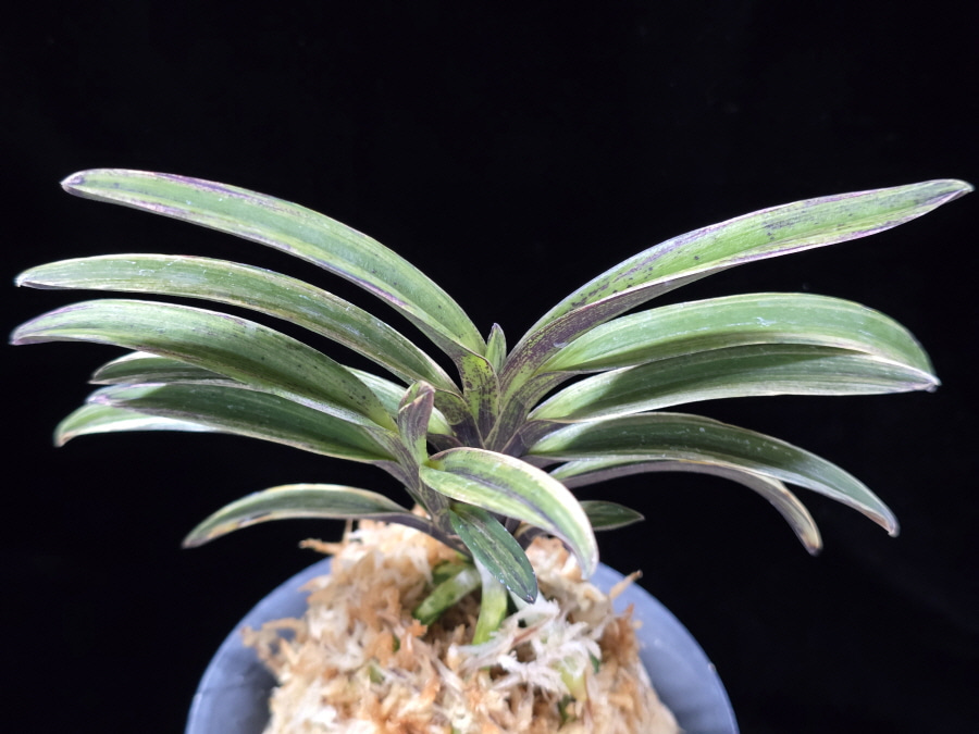 신화 新華 Sinhwa 신화 新華 Sinhwa