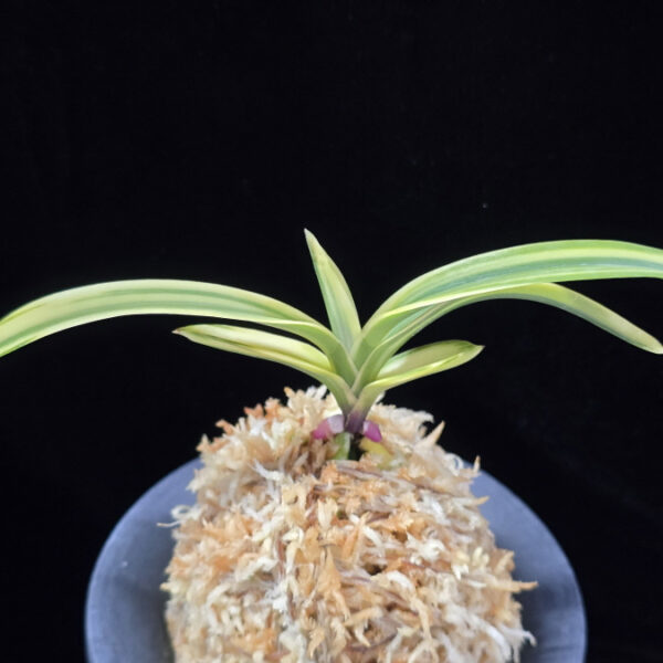 설문 雪紋 Seolmun