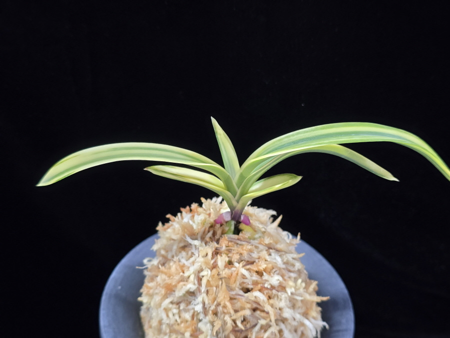 설문 雪紋 Seolmun 설문 雪紋 Seolmun