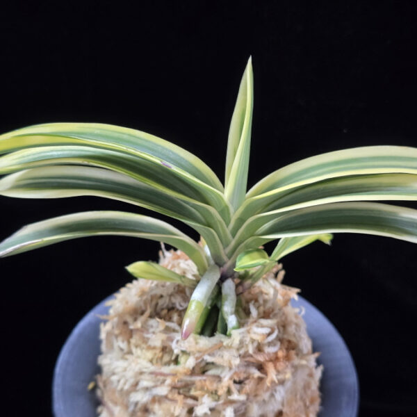 설문 雪紋 Seolmun